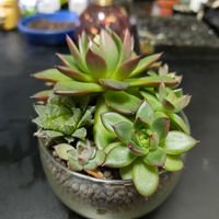 エケベリア,エケベリア,ハオルチア,寄せ植え,観葉植物の画像