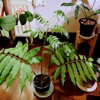 リュウビンタイの画像