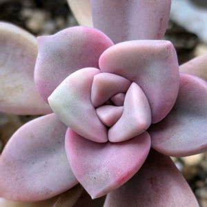 パープルディライト,軒下の画像