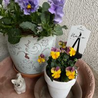 ジャーマンアイリス,ネモフィラ,パンジー,ビオラ,花壇の画像