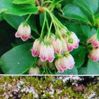 サラサドウダンの画像