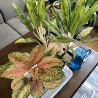 アグラオネマ,アグラオネマ•テンカラット,アグラオネマ属,アグラオネマホワイトバレンタイン,アグラオネマゴーストの画像