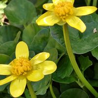 リュウキンカ,マイガーデン,毎年咲く,もうすぐ春,武器ではなく花をの画像