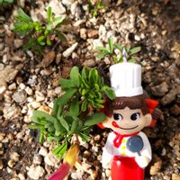 オキザリス,黒法師,花言葉,ペコちゃん祭り,しあわせ運べるようにの画像