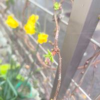 アケビ,白アケビ,季節の花,GS映え,庭の画像