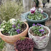 パンジー・ビオラ,ラッキークローバーの画像