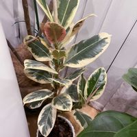 フィカス・アルテシマ,カシワバゴム,フィカス ルビー,フィカス・ティネケ,フィカス ベンガレンシスの画像