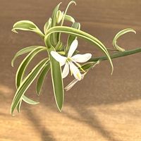 オリヅルランの画像