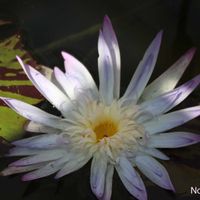 熱帯スイレン,熱帯スイレン,熱帯睡蓮　アバランチ,熱帯睡蓮　アバランチ,温室の画像