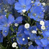 スノーフレーク,スノーフレーク,デルフィニウム,デルフィ二ウム,デルフィ二ウムの画像