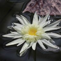 熱帯スイレン,熱帯スイレン,熱帯睡蓮レイチェル・プレスネル,熱帯睡蓮レイチェル・プレスネル,温室の画像