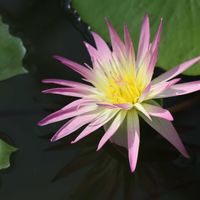 熱帯スイレン,熱帯スイレン,熱帯睡蓮ダーシー・プレスネル,熱帯睡蓮ダーシー・プレスネル,温室の画像