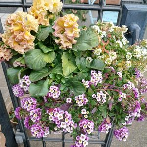 花のある暮らし,可愛い花,GSの皆さんに感謝❣️,いやし♪,エントランスの画像