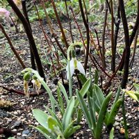 ジューンベリー,スノードロップ,今日のお花,やっぱり白花,白い水曜日♡の画像