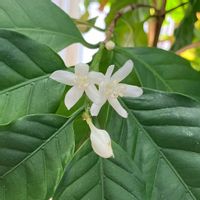 コーヒーの木の画像