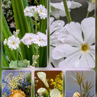 オンシジウム,カラー,サクラソウ,キングプロテア,寒緋桜の画像