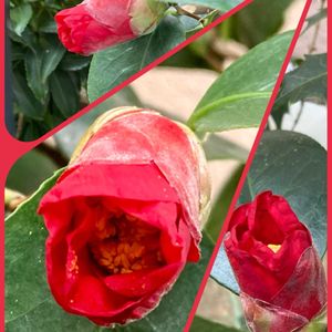 オリズルラン,ビオラ,金魚草,へデラ,つばきの画像