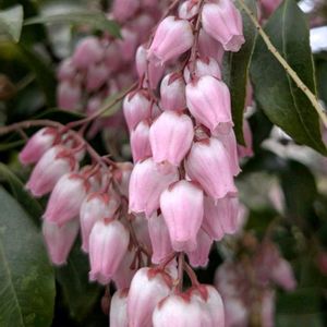 生け垣,植木鉢,花いろいろ,バラと夢CLUB,フェンスの隙間からの画像