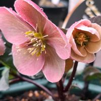 オリズルラン,オリヅルラン,クリスマスローズ ピンクフロスト,クリスマスローズ　オリエンタリス,クリスマスローズ　オリエンタリスの画像