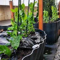 オキナグサ,ストック,ヒメリュウキンカ,パンジー,パンジーの画像