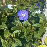 ベロニカ,ベロニカ・オックスフォードブルーの画像