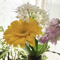 アリウム,ガーベラ,ストック,切り花,花のある暮らしの画像