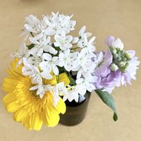 アリウム,ガーベラ,ストック,切り花,花のある暮らしの画像