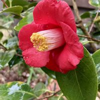 カタバミ,ミニスイセン,椿(ツバキ),春近し,われら17年組の画像