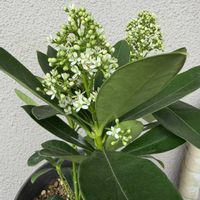 スキミア,鉢植え,バルコニー/ベランダの画像