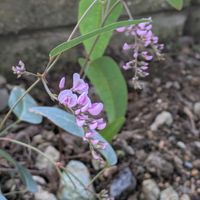 ハーデンベルギア,ハーデンベルギア (小町藤),小町藤(ハーデンベルギア)の画像