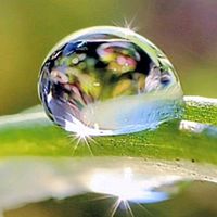 スノードロップ,スノードロップ,ハート,水滴玉,♡雫の画像