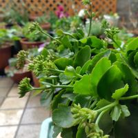 クリスマスローズ,花かんざし,オステオスペルマム,キララ,ブラキカム・ブラスコの画像