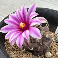 サボテン,サボテン科,サボテンの花,ピンクの花,ツルビニカルプス属の画像