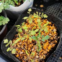 ミニトマト,ミニトマト,種から,家庭菜園の画像