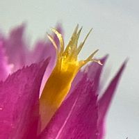 センニチコウ,センニチコウ,黄色い花,ピンク,癒しの画像