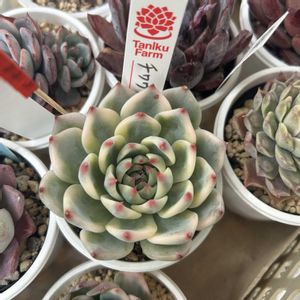 ブルーバード,ルノーディーン,チワワエンシス錦,ピウラ,ピウラの画像