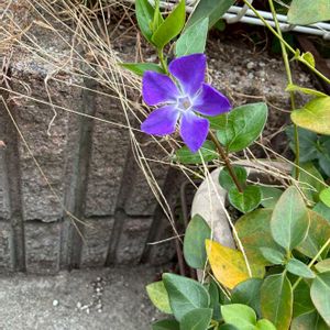 ツルニチニチソウ,青い花,エントランスの画像