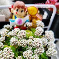 サボテン,雪晃,ソシアリス,パロディア属,黒肌明星の画像