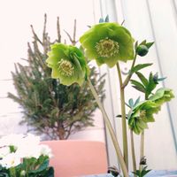 クリスマスローズ,クリスマスローズ,プリムラジュリアン,ドイツトウヒ,クリスマスローズダブルグリーンの画像