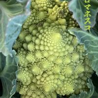 ロマネスコ,芽キャベツ,芽キャベツ,紫キャベツ,紫キャベツの画像
