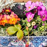 ハボタン,ワイルドストロベリー,ワイルドストロベリー,パンジー,ビオラの画像