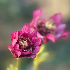 クリスマスローズ,吉田園芸,クリスマスローズ ヒデコート,ナチュラルガーデン,ジャンクガーデンの画像