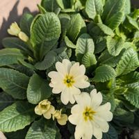 プリムラ,プリムラ,ガステリア・D-クラッシュ,ガステリアの画像