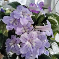 ストレプトカーパス,ストレプトカーパス種まきっ子,花のある暮らし,イワタバコ科,北海道からの画像