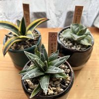 アガベ・五色万代,アガベ　笹の雪,王妃雷神白中斑,ベランダの画像