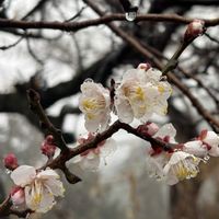 ウメ,クスノキ,うどん県の多肉,２０２０年５月同期,新長谷寺の画像