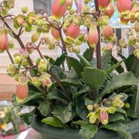 カランコエウェンディ,アッツザクラ,スーパーのお花コーナーでの画像