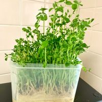 豆苗,花のある暮らし,緑のある暮らし,iPhone撮影,世界平和の画像