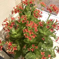 カランコエ,カランコエ テッサ,花のある暮らし,お花に癒されるの画像