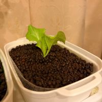 サニーレタス,水耕栽培の画像